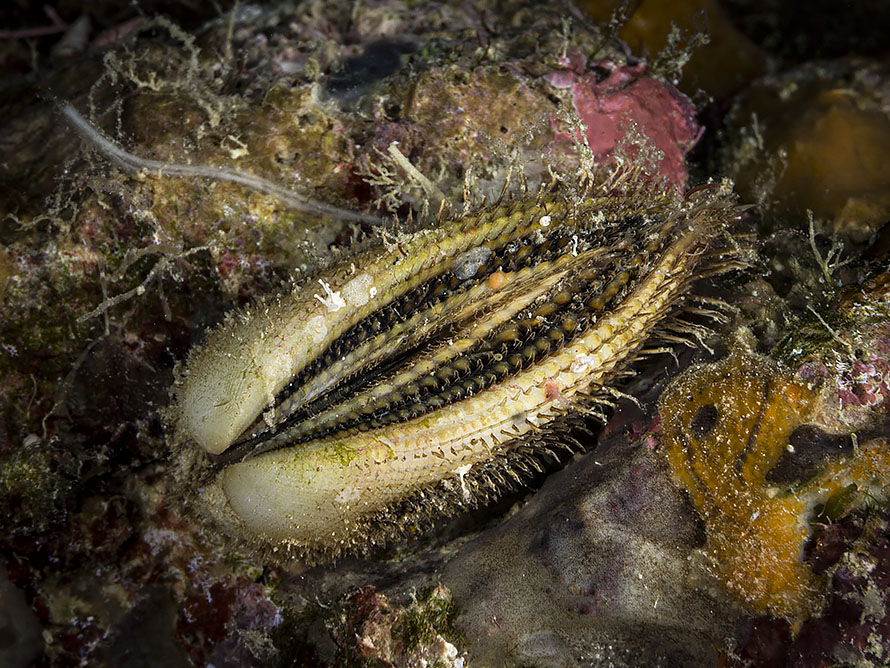 Pectinidae 02